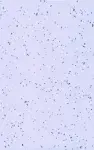 Mipolam Styl_4003_Porpora